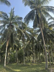 Coconut trees