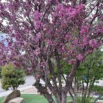 Crabapple Tree Flowering