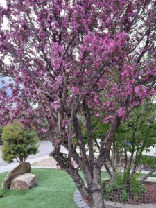Crabapple Tree Flowering