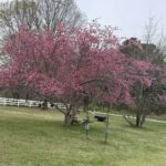 Crabapple tree