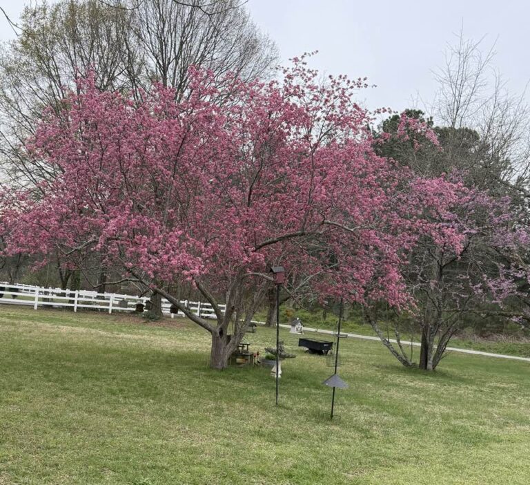 Crabapple tree