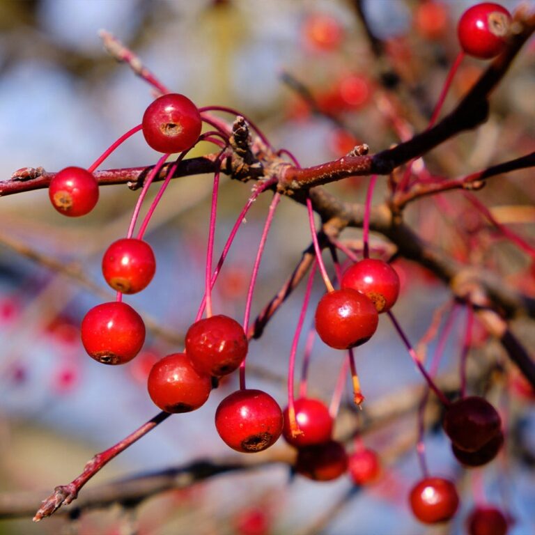25 Fruit Trees That Grow in Ohio (Best Varieties, With Details)