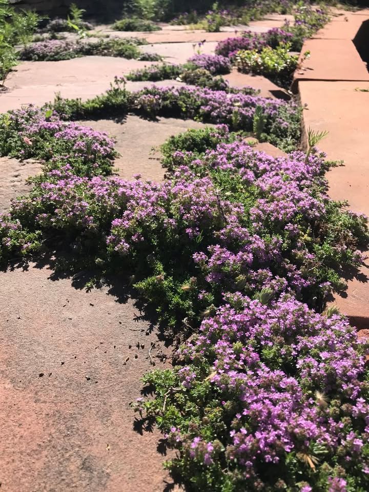 Creeping Thyme