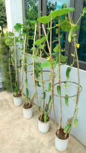 Growing cucumber