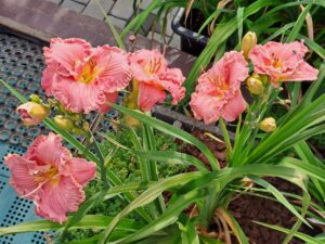 Daylily
