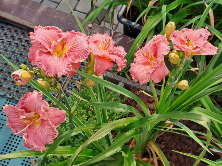 Daylily