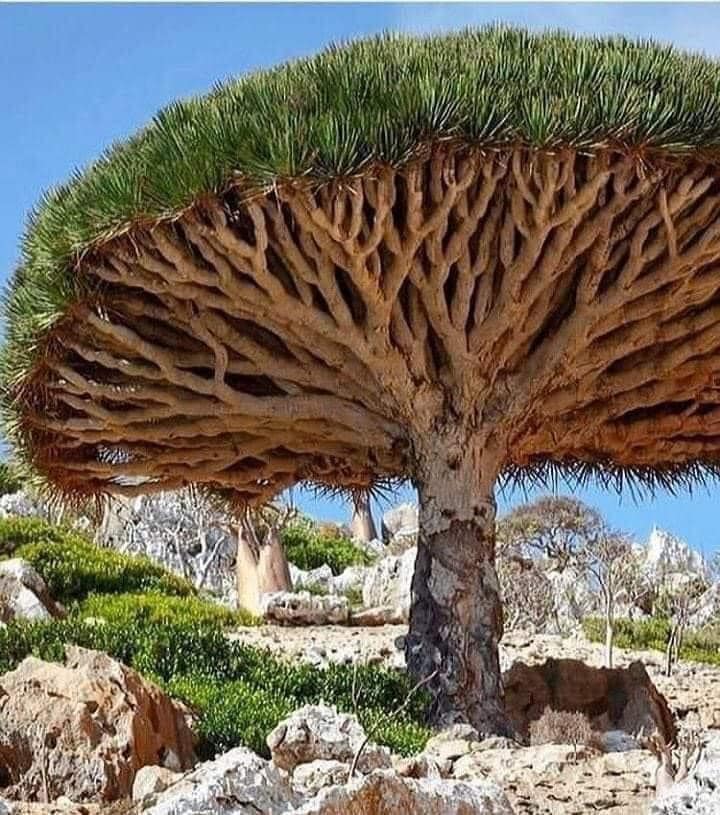 Dracaena Cinnabari