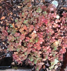 Dragon's Blood Sedum