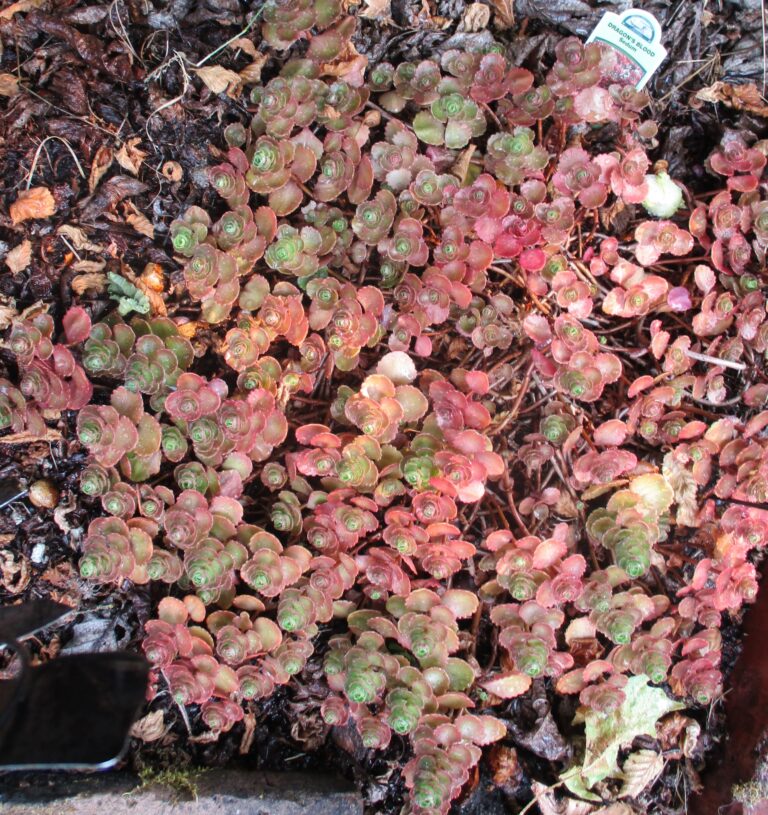 Dragon's Blood Sedum