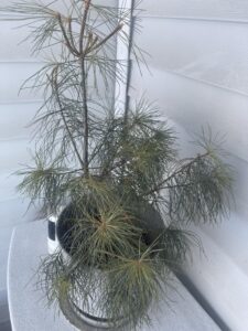 Eastern white pine tree