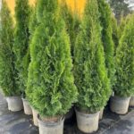 Types of Arborvitae