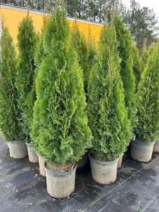 Types of Arborvitae
