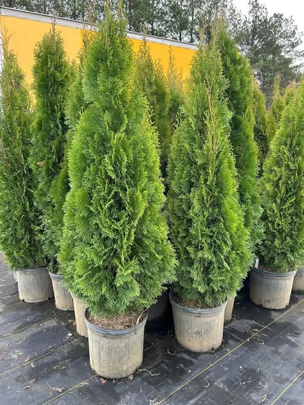 Types of Arborvitae