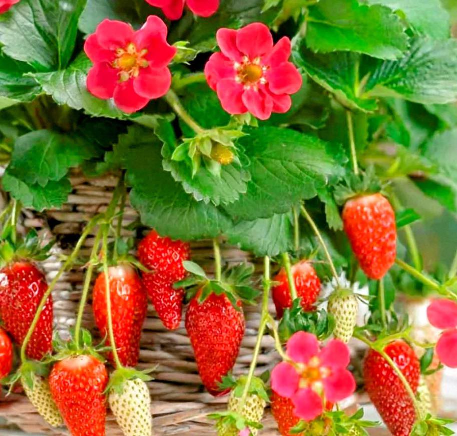 Everbearing strawberries