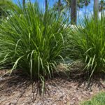 Fakahatchee grass
