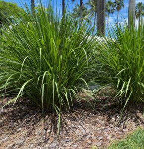 Fakahatchee grass