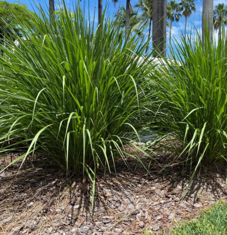 Fakahatchee grass