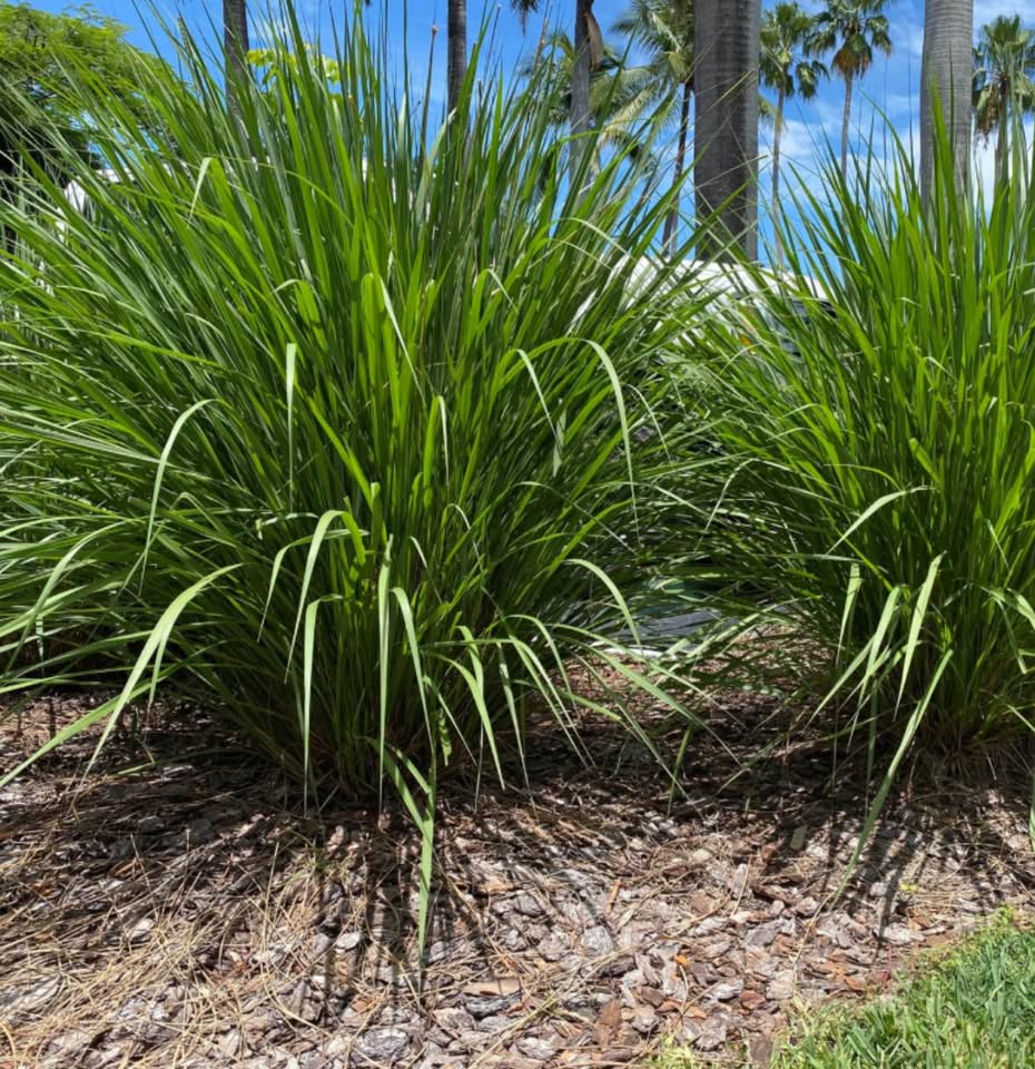 Fakahatchee grass