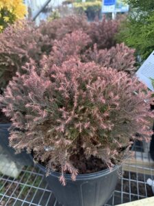 Fire Chief Arborvitae Shrub
