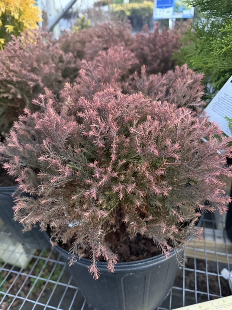 Fire Chief Arborvitae Shrub