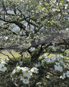 Flowering Dogwood