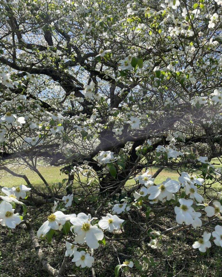 Flowering Dogwood