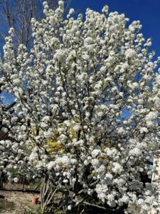Flowering pear