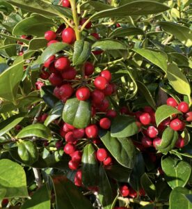 Best organic pesticide for fruit trees