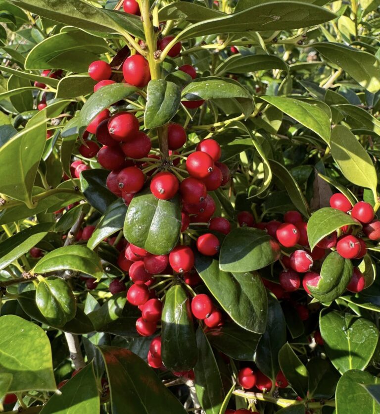 Best organic pesticide for fruit trees