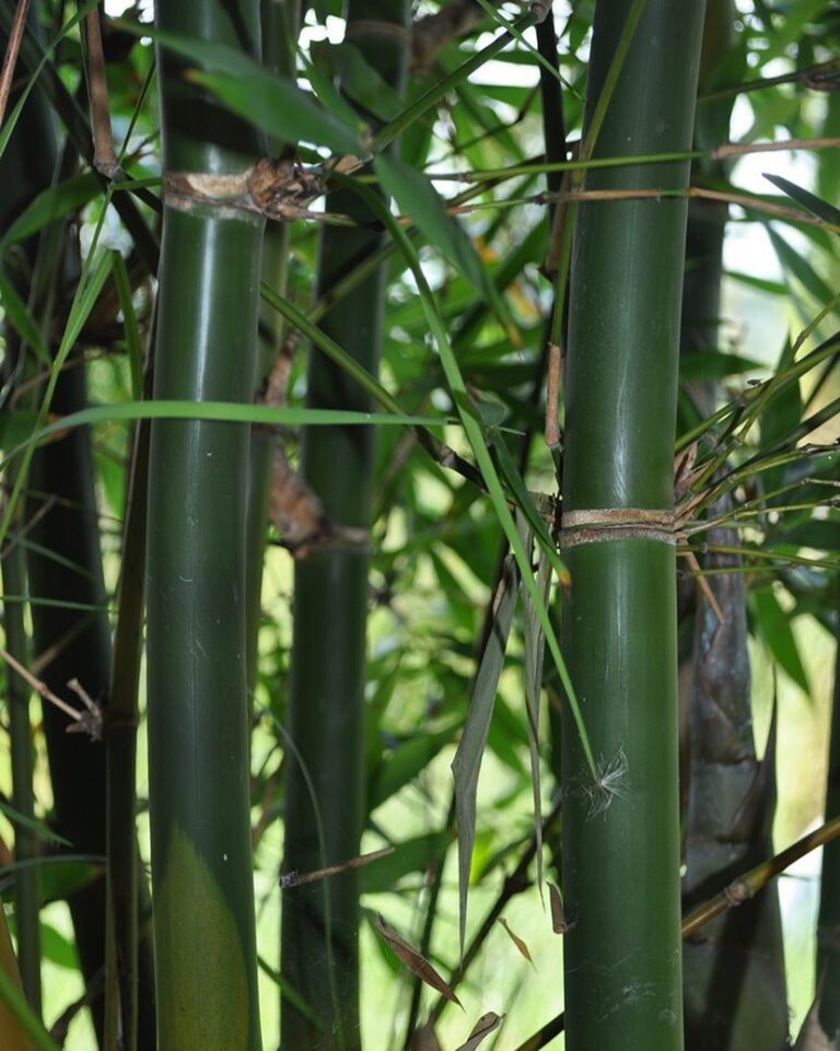 15 Popular Types of Bamboo Plants: Identification, Uses, Growth, and ...