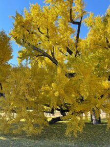 Ginkgo tree