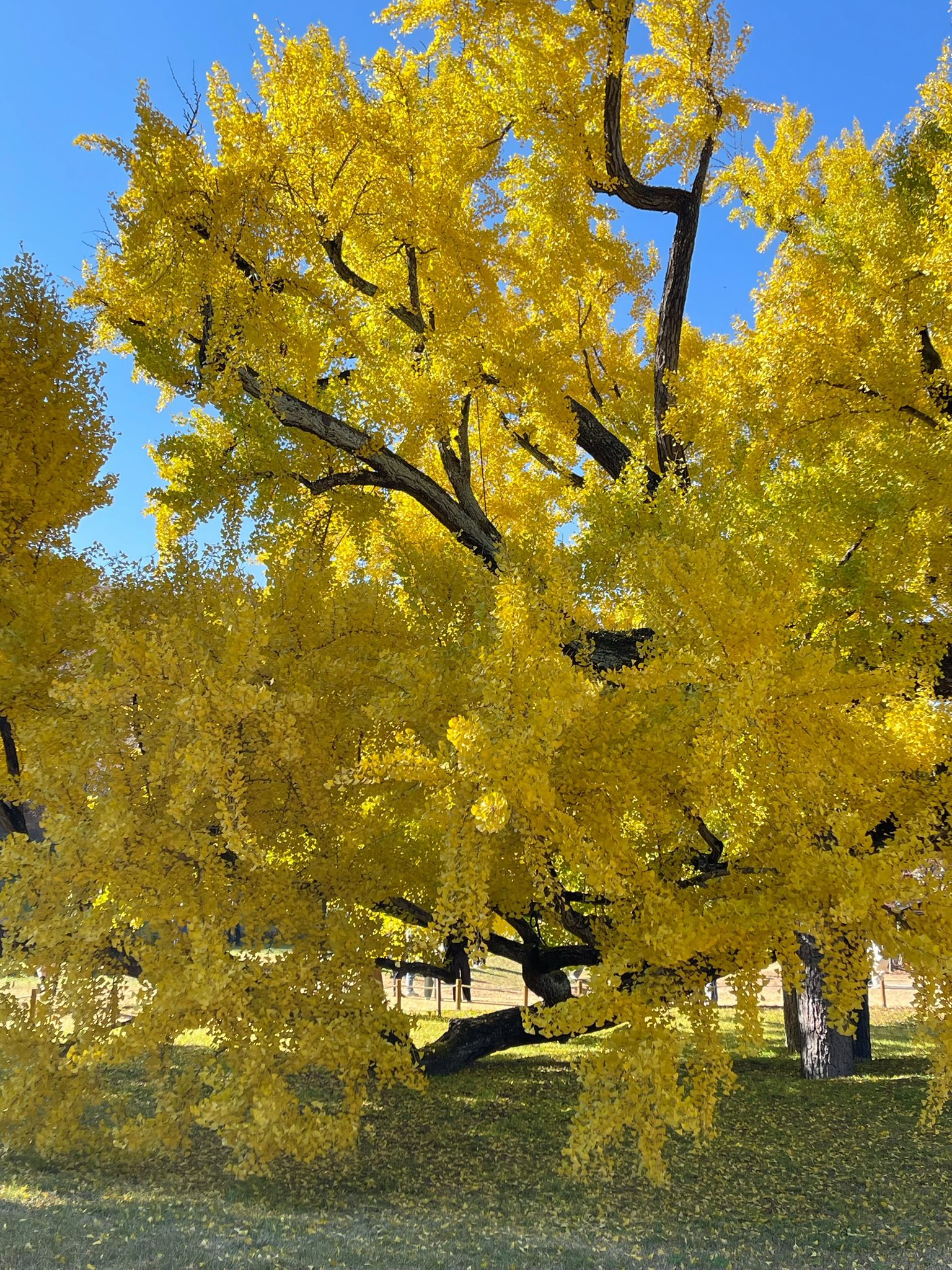 15 Trees That Grow Well in Sandy Soil (With Planting Tips) - Citycacti