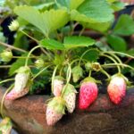 Grow strawberries from a strawberry
