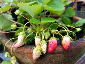Grow strawberries from a strawberry