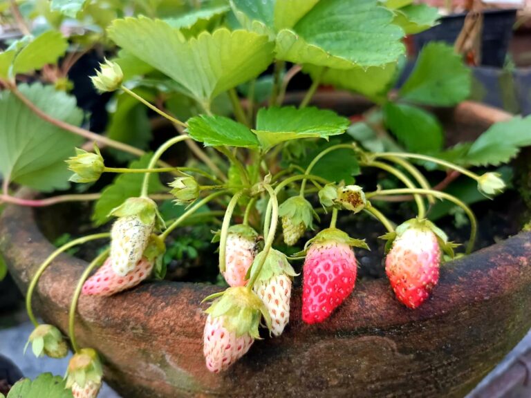 Grow strawberries from a strawberry