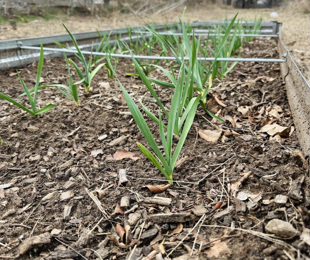 Garlic