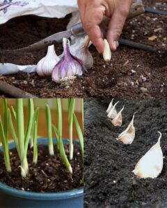 Grow garlic cloves