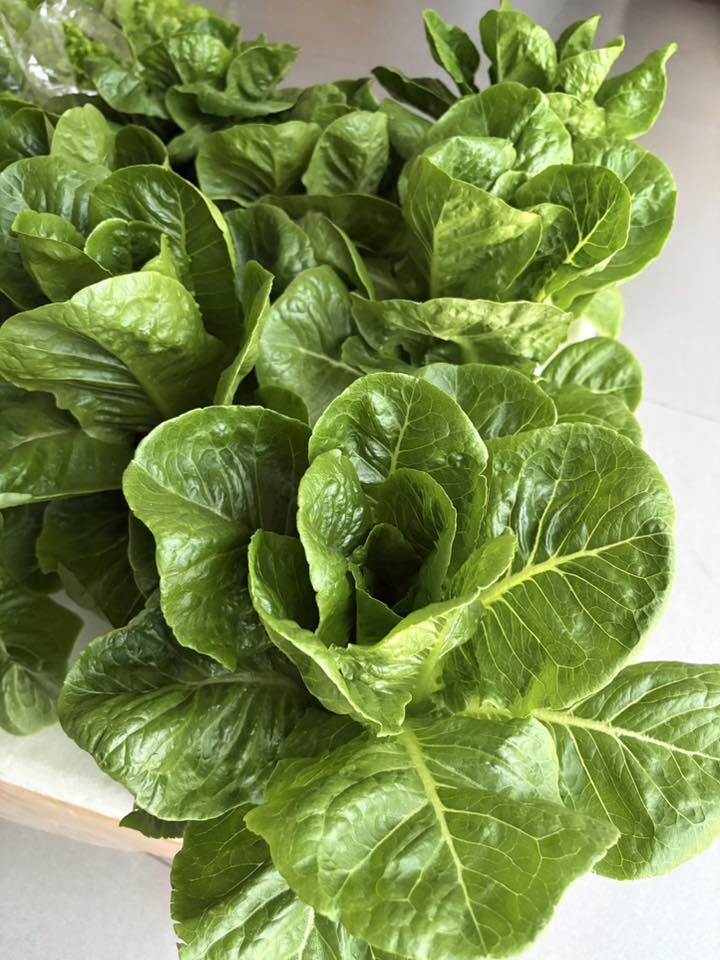 Growing Romaine Lettuce