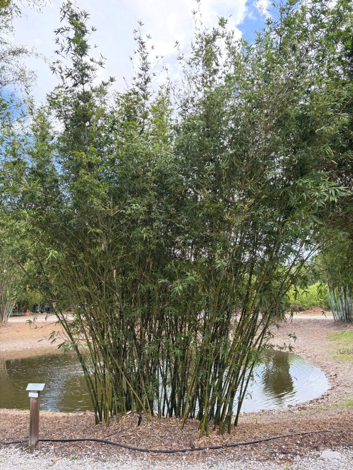 15 Popular Types of Bamboo Plants: Identification, Uses, Growth, and ...