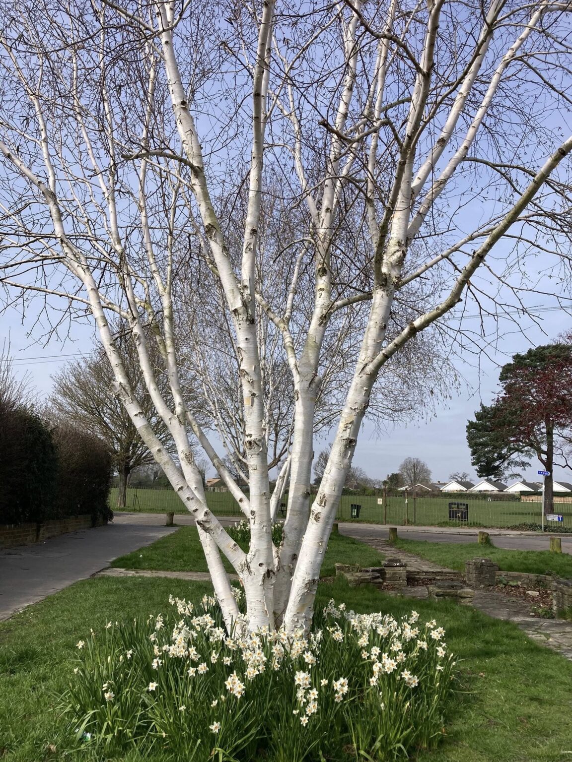 Understanding Himalayan Birch (Betula utilis var. jacquemontii ...