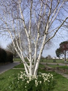 Himalayan Birch Tree