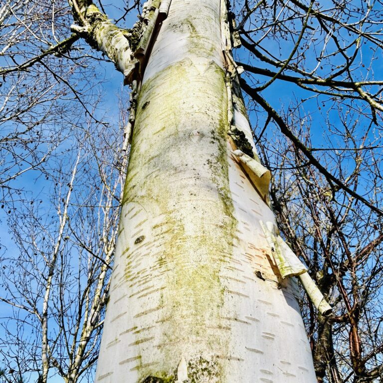 15 Stunning Trees With Peeling Bark (Pictures): Identification and Uses