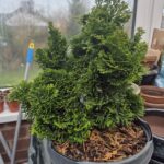 Hinoki Cypress Tree