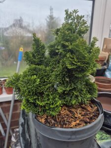 Hinoki Cypress Tree