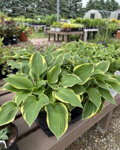 Hostas flowers