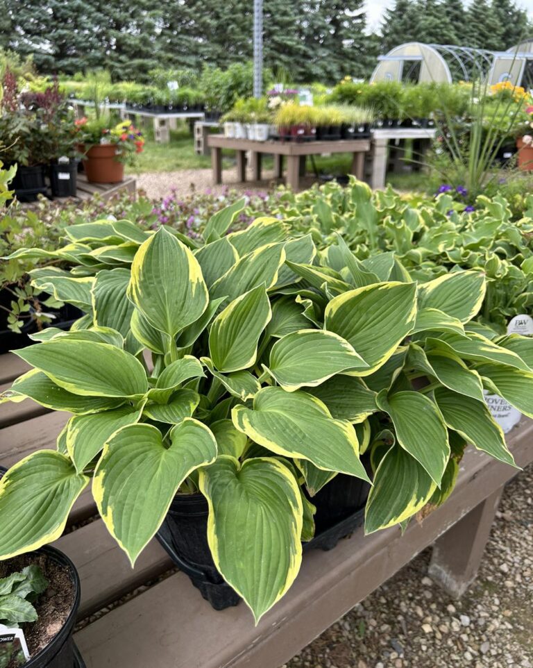 Hostas flowers