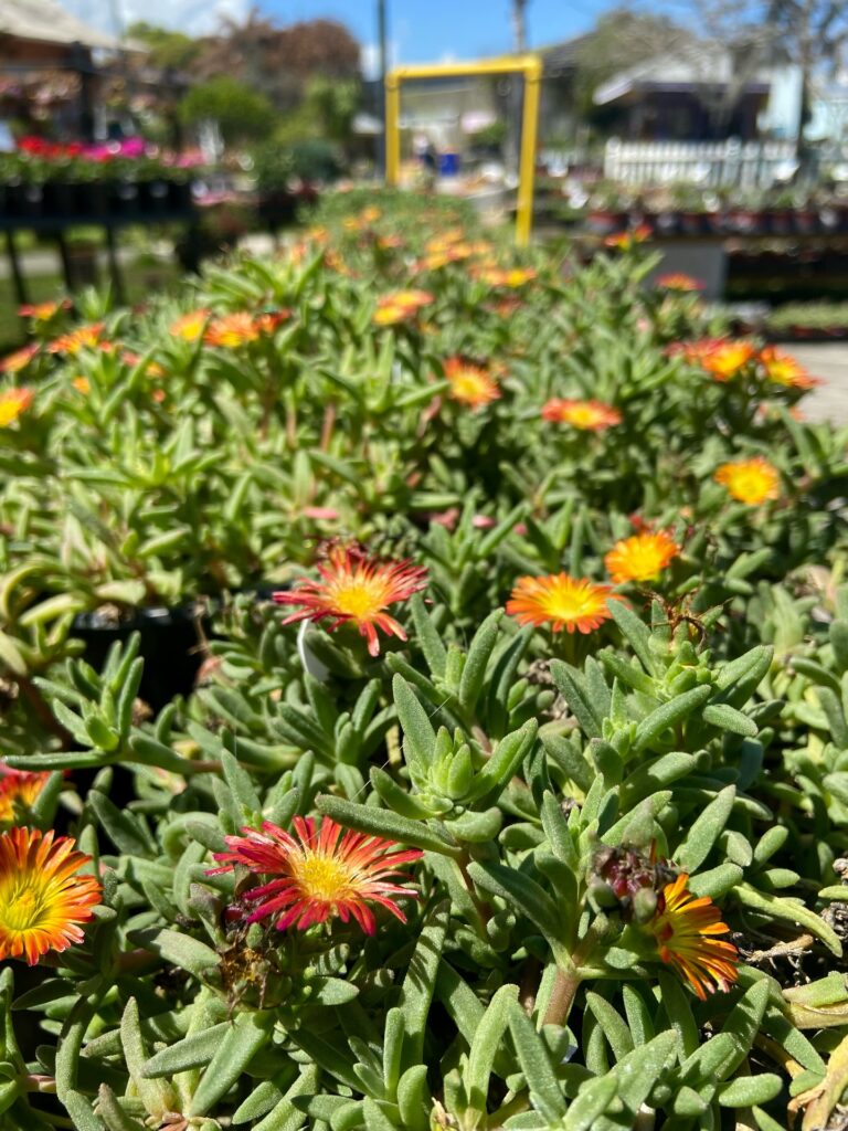 Ice plant