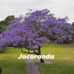 Jacaranda tree problems