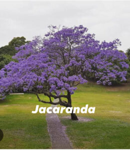 Jacaranda tree problems