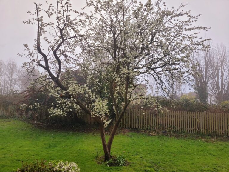 Japanese Apricot Tree